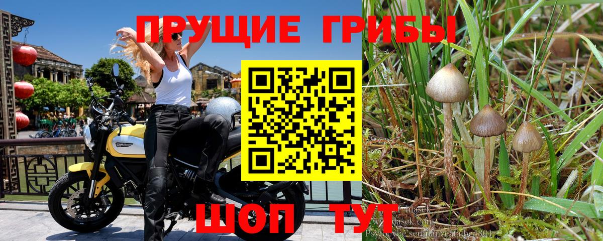 Псилоцибиновые грибы прущие грибы Каменск-Шахтинский
